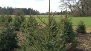 Van klein boompje tot mooie spar