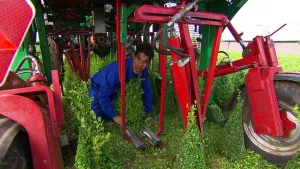 Alle buxusstruiken netjes in model