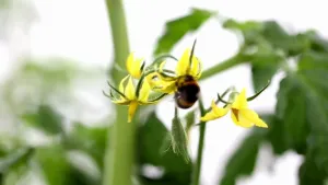 Tomatenplaten bestuiven