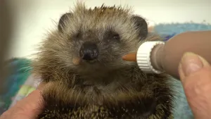 Warm houden en water geven