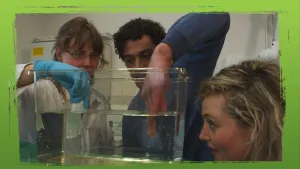 Moeten we bang zijn voor haaien?