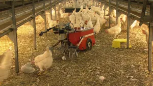 Eieren oprapen zonder te bukken