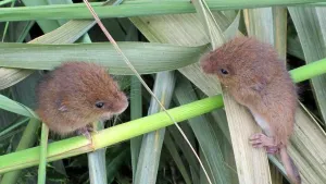 De dwergmuis