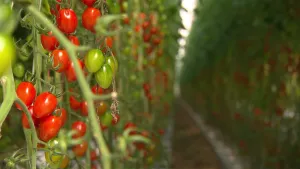 Kleine tomaatjes in een grote kas