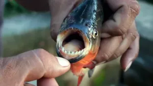 Is het snugger of kletspraat?