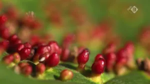 Plantengallen