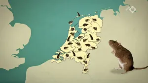 Rattenplaag