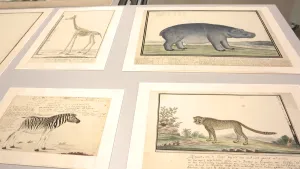 Vastgelegd door VOC-onderzoeker Robert Gordon