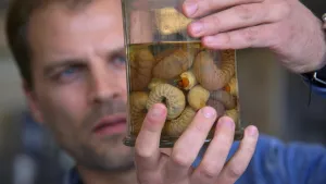 Insecten