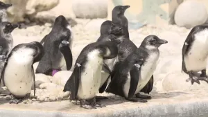 Een weeshuis voor pinguïns