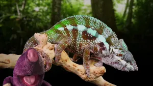 Graaf mee met Molletje