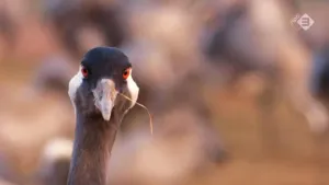 De kraanvogel