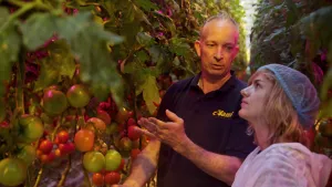 Tomaten