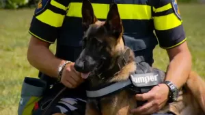 Met hond omgaan tutorial