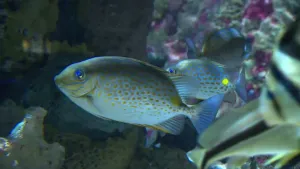 Met hun kieuwen halen ze zuurstof uit het water