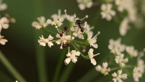 Samenwerken met de hele kolonie