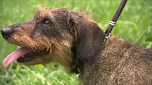Communiceren op z’n hondjes