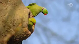 Exotische soorten in Nederland