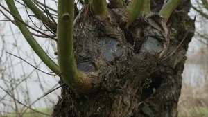Gekortwiekte wilgen, maar niet in de Biesbosch