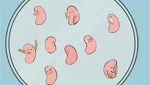 Wat is embryoselectie?