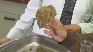 Foto van iemand, je ziet alleen zijn armen, die uit een ijzeren bak/gootsteen een klont groen/bruin materiaal haalt.