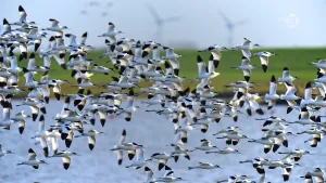 Digitale analyse van de vogeltrek