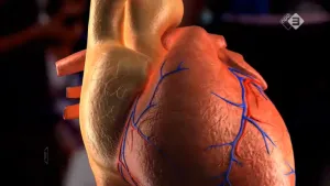 Organen kweken met stamcellen