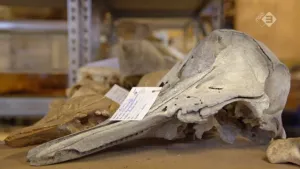 Bijvangst voor het museum