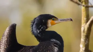 De aalscholver in het Naardermeer