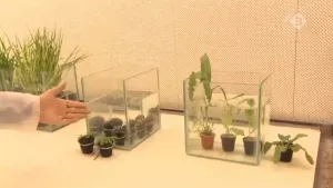 Waterbestendige gewassen