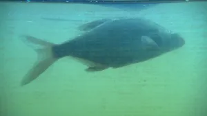 Foto van een grote vis die zwemt onderwater.