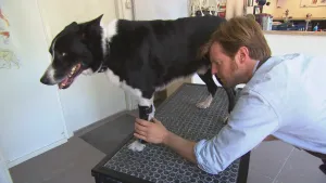 Foto van hond bij de dierenarts die een dierprothese heeft, één van zijn voorpoten.