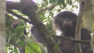 Foto van een bonobo, een soort aap, die zit in een boom, van nabij genomen.