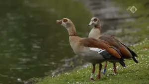 Nijlganzen: exoten in Nederland
