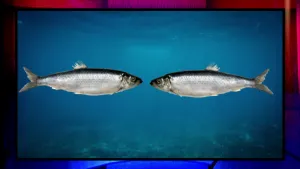 Is het snugger of kletspraat?