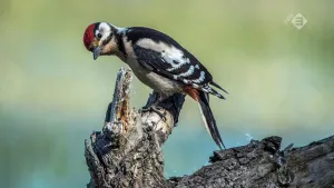 De middelste bonte specht