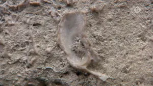 Fossielen in de stad