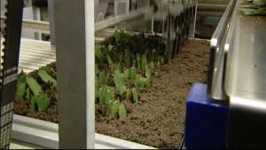 3000 stekjes per uur in de aarde