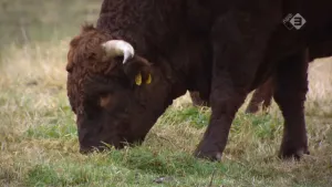 De rode geus, een nieuwe rundsoort