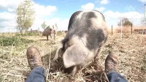 Van big naar rollade