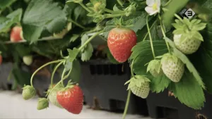 Foto van een aardbeienplant met eraan rijpe en nog niet niet rijpe aardbeien.