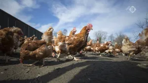 Diervriendelijke kippenstal