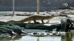 Foto van aantal krokodillen in het water met hek eromheen, in krokodillenboerderij.
