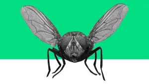 Tekening van een grote vlieg die zit op de grond, van vooraf en nabij genomen.