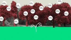 Tekening van groen grasveld waar wit plantje uit groeit, op achtergrond roodgekleurde bomen, overal rondje met "CO2" erop.