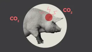 Foto, zwart-wit, van voorste deel van een varken, bovenop de kop rood rondje getekend met 3 bliksems erbij, erbij de tekst "CO2".