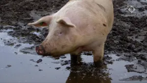 Foto van een varken die staat in de modder, het water, van vrij dichtbij genomen.