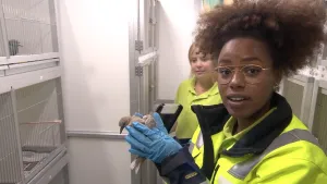 Foto van presentator in werkkleding in ruimte met vogelkooien, zij houdt een duif vast, bij haar staat andere vrouw/meisje.