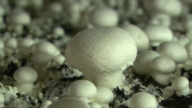 Hoe worden champignons gekweekt? | Schooltv
