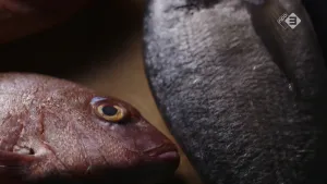 Foto, van dichtbij genomen, van delen van twee vissen, je ziet bij de ene nog een oog, bij de andere alleen de schubben.